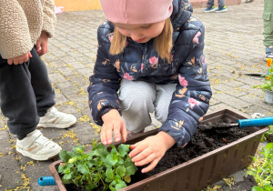 dziecko podczas sadzenia kwiatów