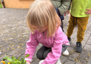 dziecko podczas sadzenia kwiatów