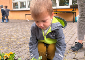dziecko podczas sadzenia kwiatów