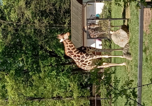zwierzę w ZOO
