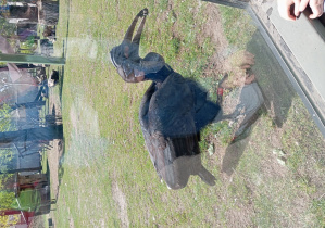 zwierzę w ZOO
