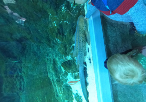 zwierzę w ZOO