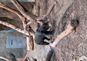 zwierzę w ZOO