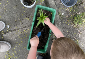 chłopiec wsadza kwiatka do doniczki