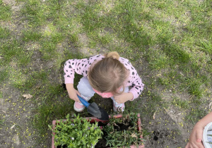 dziewczynka sadzi rośliny w doniczce