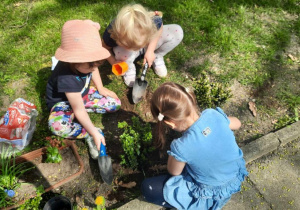 dziewczynki sadzą krzew