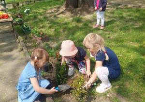 dziewczynki sadzą krzewy