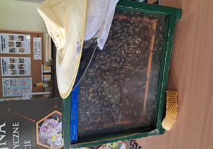 Pokazowy Ulik
