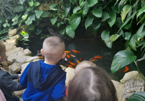 Dzieci oglądają rybki w oczku wodnym