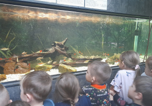 dzieci oglądają rybki w akwarium