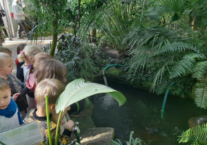 Dzieci przy oczku wodnym obserwują żółwie w wodzie