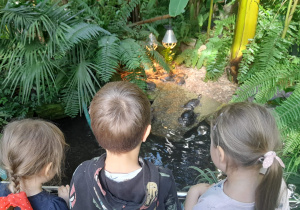 Dzieci oglądają żółwie wygrzewające się na kamieniach