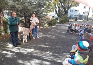 Grupa dzieci słucha opowieści dotyczących alpak