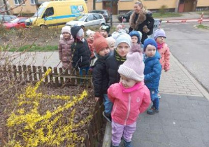 Dzieci z grupy Muchomorków stojące przy forsycji.