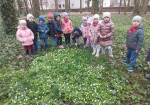 Dzieci z grupy Słoneczek stojące przy wiosennych kwiatach rosnących w pobliskim parku.