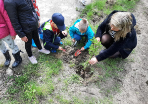 dzieci przy pomocy nauczyciela sadzą roślinę