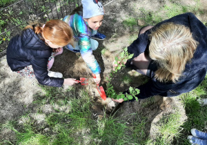 dziewczynki z pomocą nauczyciela sadzą roślinę