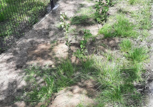 sadzonki roślin posadzone w ogrodzie przedszkolnym