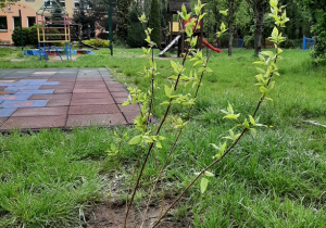 sadzonka rośliny posadzona w ogrodzie przedszkolnym